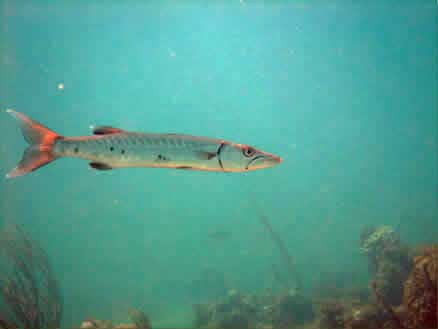 Baracuda