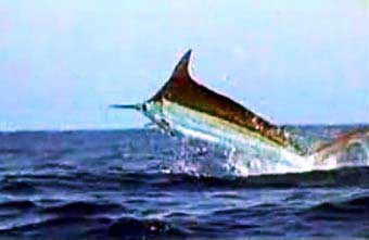 Black Marlin Fishing